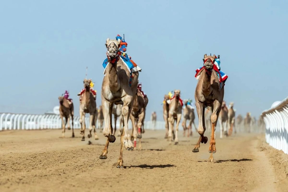 6.5 مليون ريال قيمة رعاة كأس الأولمبية السعودية للهجن