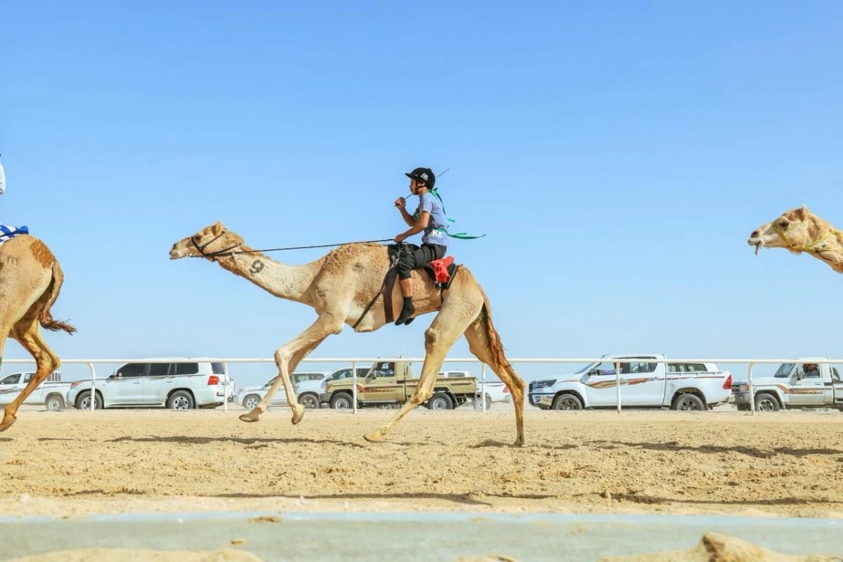 الهجن .. رياضة تتوزع بين 24 ميداناً وجوائزها 250 مليون ريال