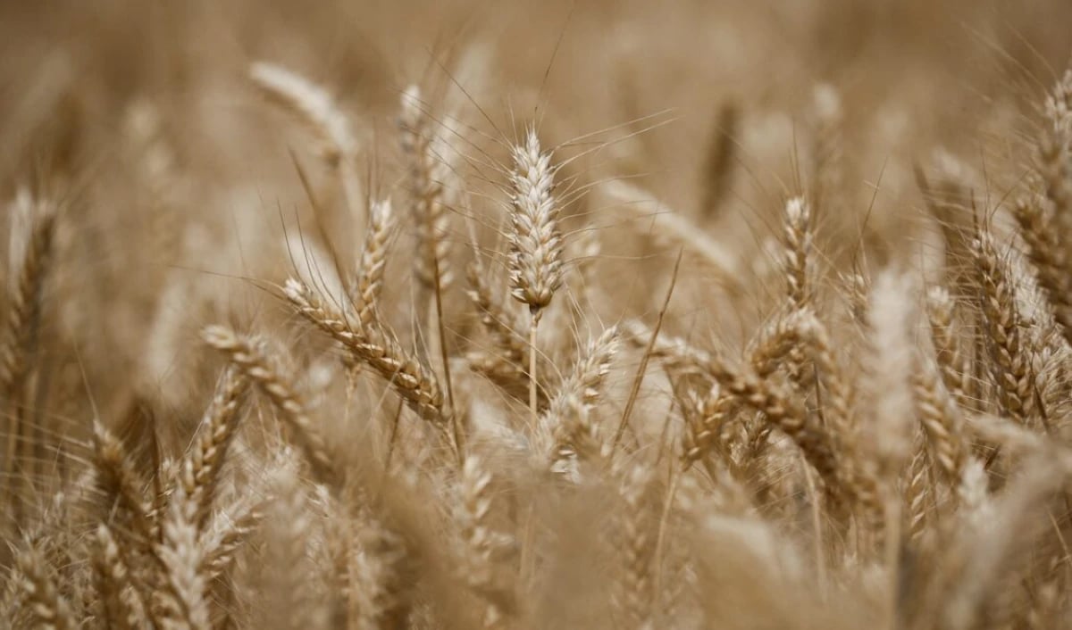 سعر القمح يتجه إلى أطول موجة صعود منذ أبريل