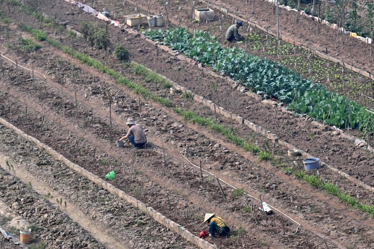 الزراعة في فيتنام