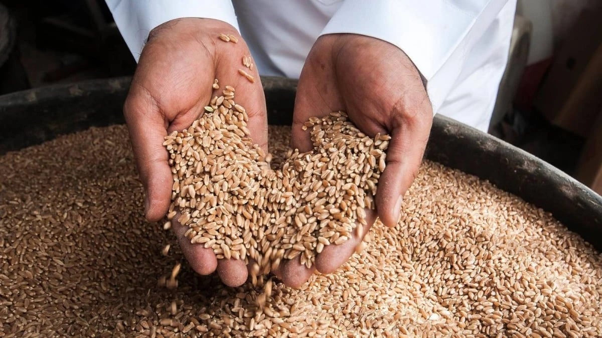 السعودية تطرح أولى مناقصات العام لشراء 595 ألف طن من القمح