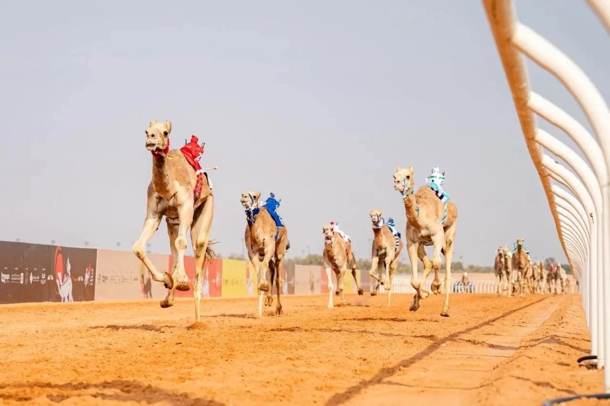 600 ألف ريال حد أدنى لقيمة المطايا في مهرجان خادم الحرمين للهجن