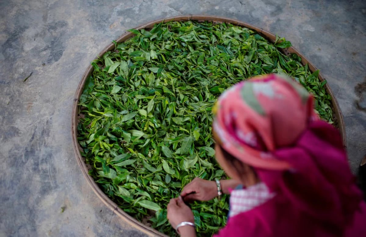 الصين تسعى لرفع قيمة صناعة الشاي إلى 216 مليار دولار بحلول 2030