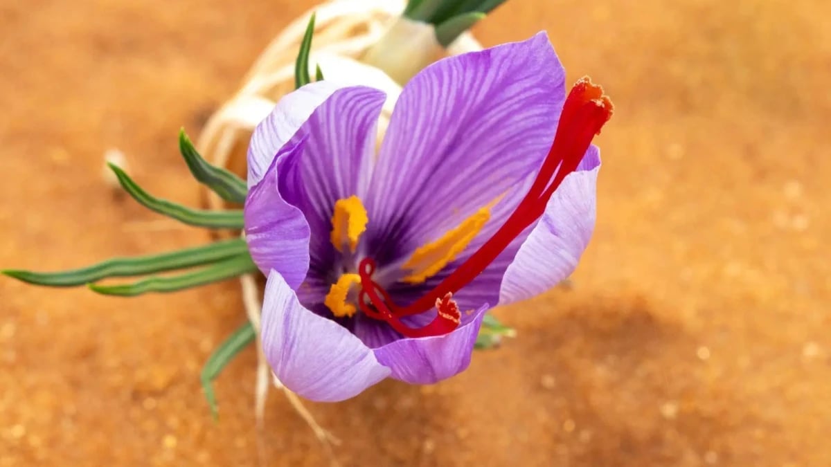 الزعفران السعودي يحقق معايير الجودة العالمية ويعزز حضوره في الأسواق الدولية