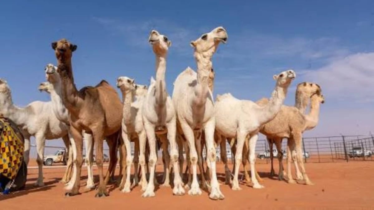 كيف دخلت الإبل عصر الذكاء الاصطناعي في السعودية؟