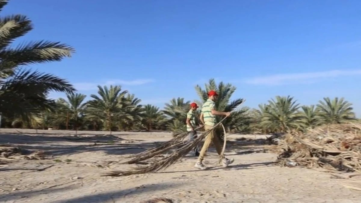 33 مليون نخلة في السعودية تفتح سوقا لصناعة الأخشاب المستدامة