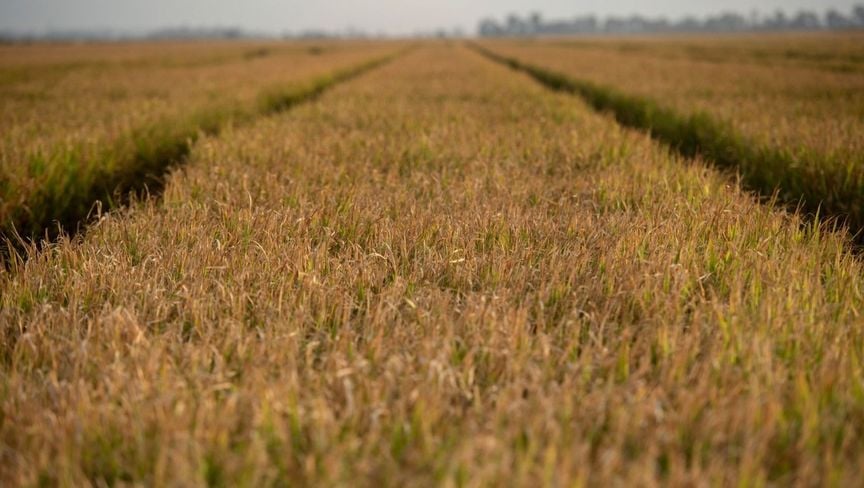 اليابان تخضع لمطالب واشنطن في معركة رسوم الأرز