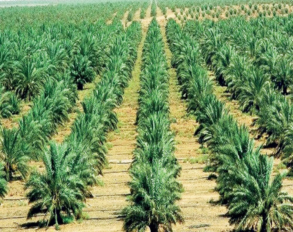300 باحث من 27 دولة يجتمعون في القصيم لمناقشة تطوير إنتاج التمور