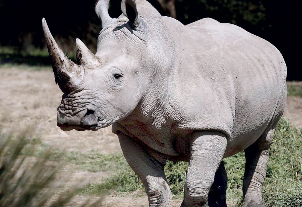 قرن الخرتيت.. وهم غال يؤدي إلى انقراضه