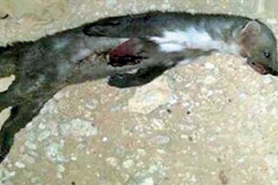 ظهور حيوان «المسارة» يتسبب في رعب أهالي حائل