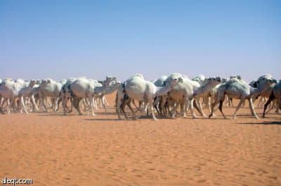 انطلاق فعاليات مهرجان أم رقيبة .. واللجنة تبدأ بلون المغاتير