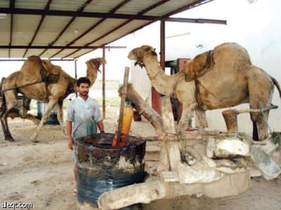 عسير: "جمل المعصرة" يوقف عن الخدمة حفاظا على "سفينة للصحراء"