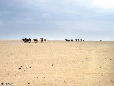 سوق المال التهمت أموال المساهمات العقارية.. وقرار مجلس الوزراء سيحد من التلاعب