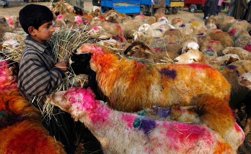 عيد الأضحى في الجزائر .. عادات وتقاليد لا تمحوها أثار الأزمة المالية العالمية