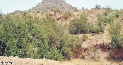 الطائف: استثمار 50 مرفقاً سياحياً يرفع إيراداتها إلى 17 مليونا سنوياً