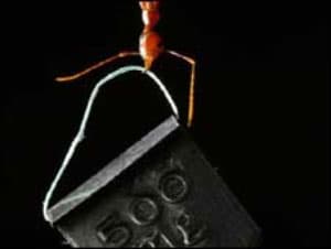 صورة نملة تحمل أثقال تفوز بالجائزة الأولى في مسابقة للتصوير العلمي