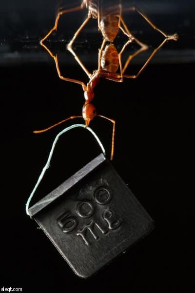 صورة نملة تحمل أثقال تفوز بالجائزة الأولى في مسابقة للتصوير العلمي