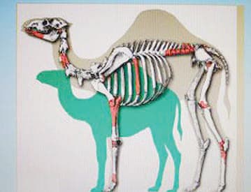 «الجمل السوري العملاق».. يثير فضول علماء الآثار