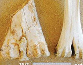 «الجمل السوري العملاق».. يثير فضول علماء الآثار