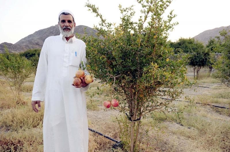 مذاق رمان الباحة يلفت أنظار المتسوقين