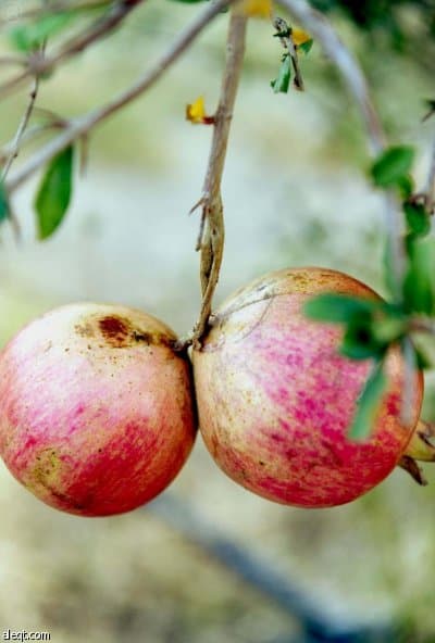 مذاق رمان الباحة يلفت أنظار المتسوقين