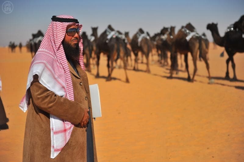 اختتام عرض الإبل المجاهيم فئة "100" المشاركة في جائزة الملك عبدالعزيز بأم رقيبة لتبدأ غدا "الفردي"