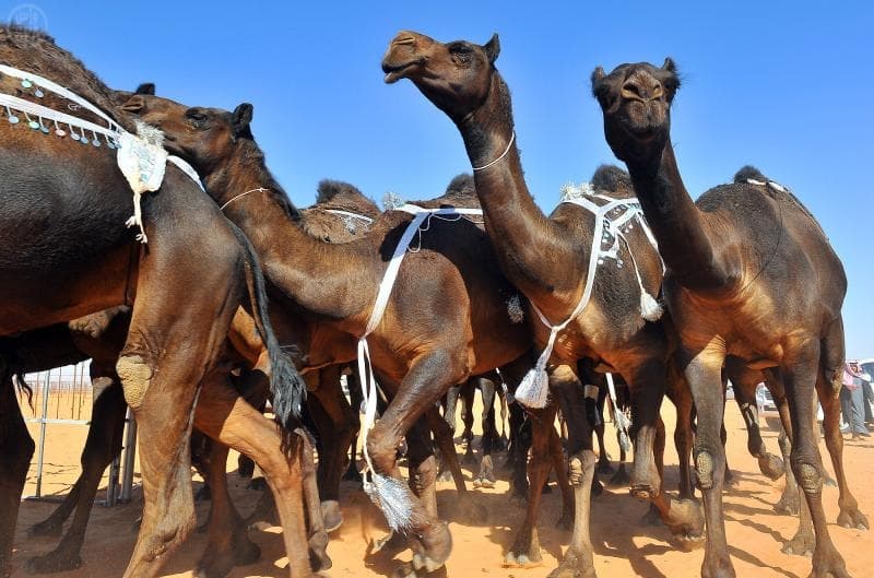 اختتام عرض الإبل المجاهيم فئة "100" المشاركة في جائزة الملك عبدالعزيز بأم رقيبة لتبدأ غدا "الفردي"