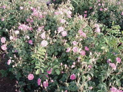 أبها تضخ في الأسواق المحلية 30 طناً من «ماء الورد الطائفي»