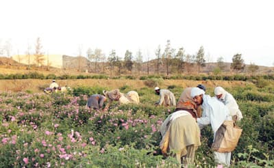 أبها تضخ في الأسواق المحلية 30 طناً من «ماء الورد الطائفي»