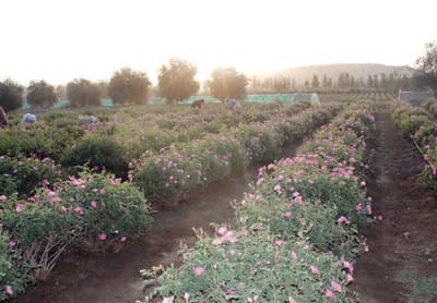 أبها تضخ في الأسواق المحلية 30 طناً من «ماء الورد الطائفي»