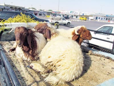 تحديث يومي لمؤشر أسعار الأضاحي في أسواق الرياض والأخضر الأقل سعراً