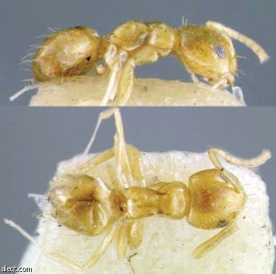 حكاية «النمل السعودي» .. اكتشاف جديد يلفت انتباه العلماء