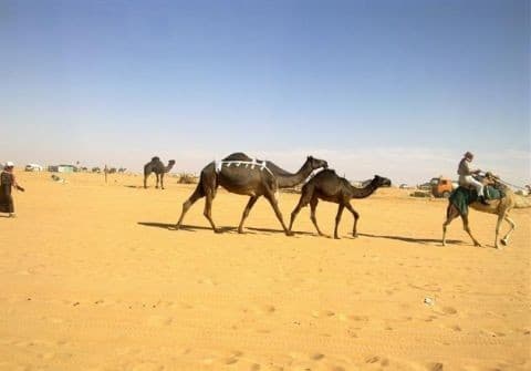 550 ناقة وضحا تستعرض جمالها أمام لجنة تحكيم مزاين الإبل في أم رقيبة