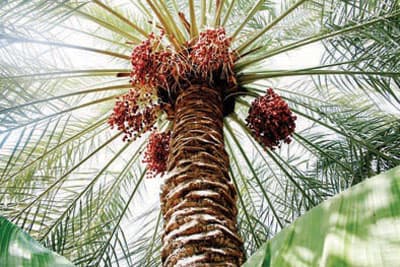 «رطب السلوق» .. تجارة قديمة صدَّرها المزارعون قبل 200 عام إلى شرق آسيا