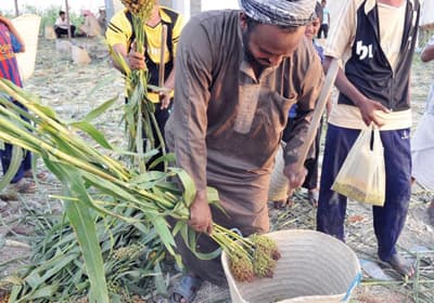 «الخضير» .. وجبة الجازانيين في مواسم حصاد الذرة