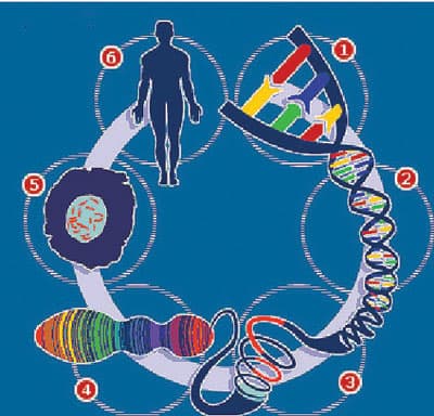 بصمة ميكروبات الأمعاء للتعرف على الأشخاص
