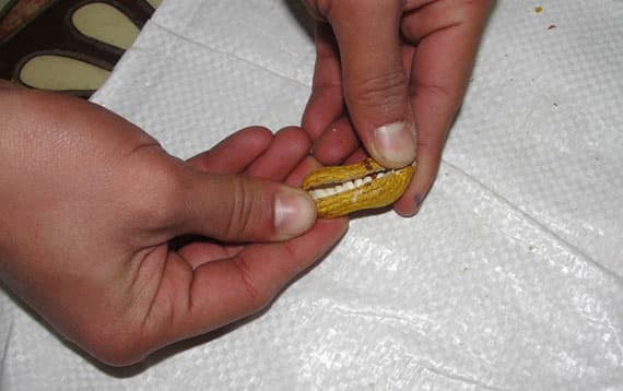 جمرك الحديثة يُحبط تهريب 45 ألف حبة مخدرة داخل حبات فستق
