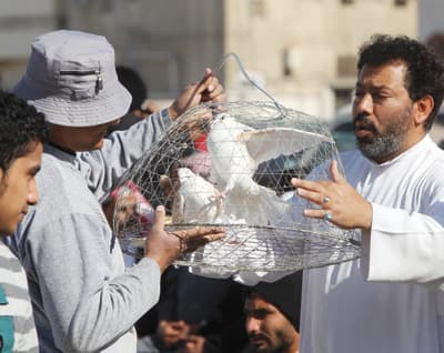 منع 292 رأسا من الحيوانات والطيور من دخول السعودية