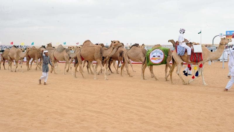 أمير نجران يرعى الحفل الختامي لمهرجان نجران لمزاين الإبل