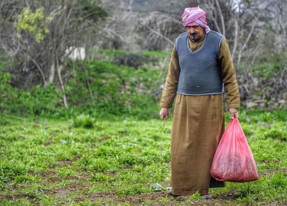 قصة مصورة : أهالي الباحة يستثمرون نبتة القرّاص في تنشيط الجسم