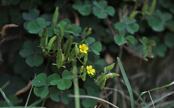 قصة مصورة : جبل شدا في الباحة.. مجّمَع البيئات المتباينة والكائنات النادرة