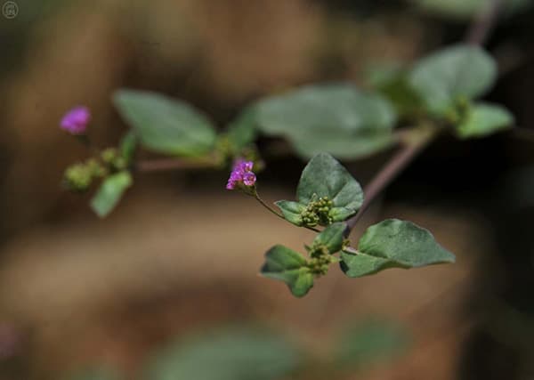 قصة مصورة : جبل شدا في الباحة.. مجّمَع البيئات المتباينة والكائنات النادرة