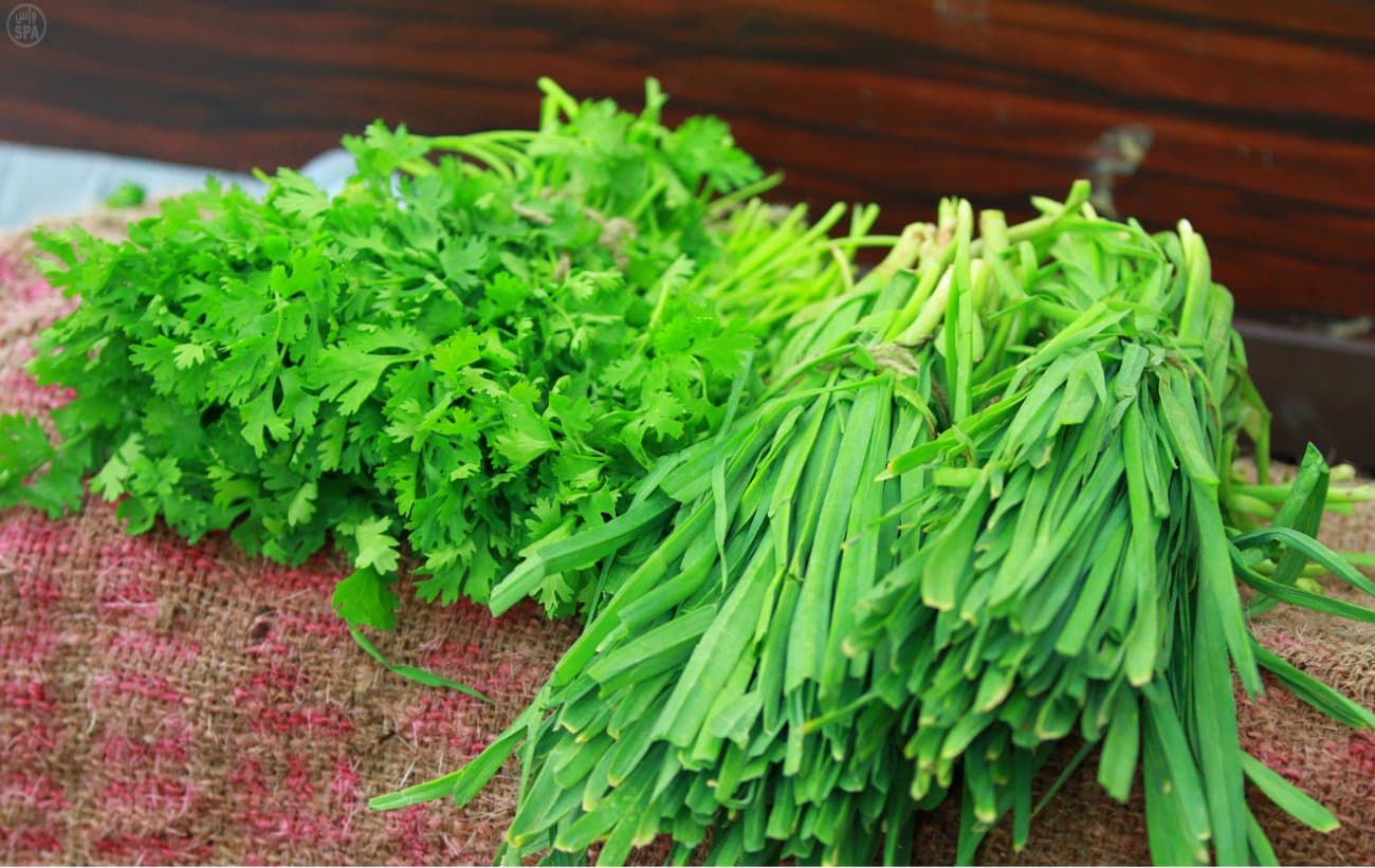 دراسة : تناول البقدونس والكزبرة والكراث يمنع نمو الخلايا السرطانية