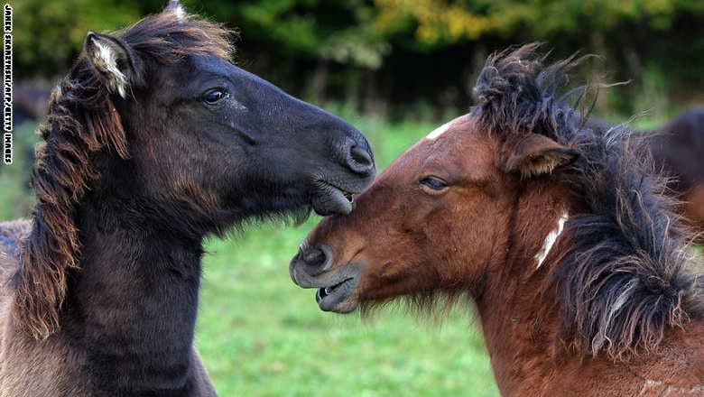 قصة مصورة : خيول أوروبية تكافح الانقراض