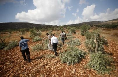 الحكومة التركية تامر شركة باحترام القضاء بعد اقتلاعها اشجار زيتون