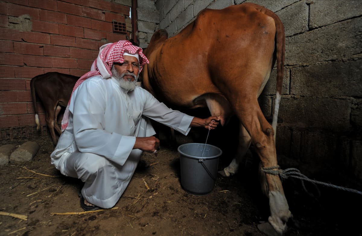 الباحة : اللبن والسمن البلدي .. منتوجات عشاق الطبيعة