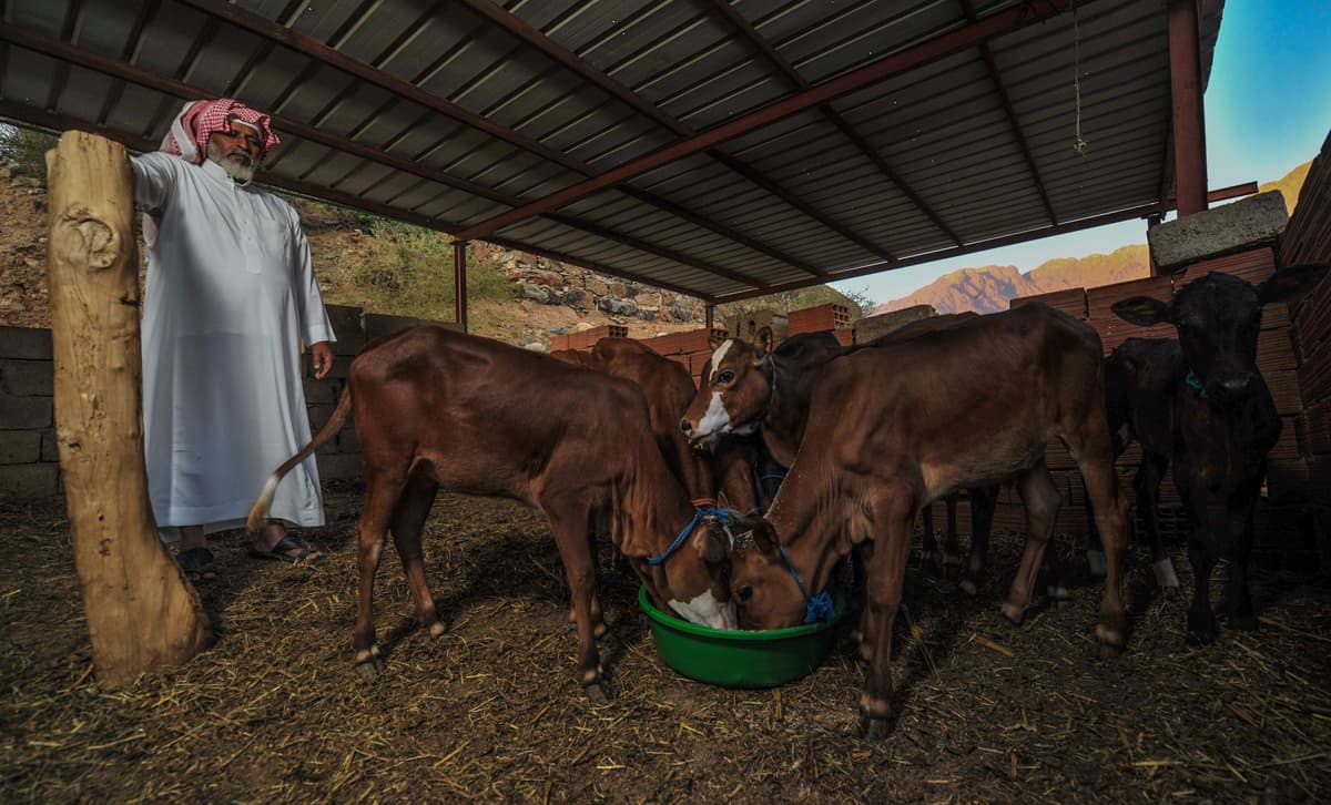 الباحة : اللبن والسمن البلدي .. منتوجات عشاق الطبيعة
