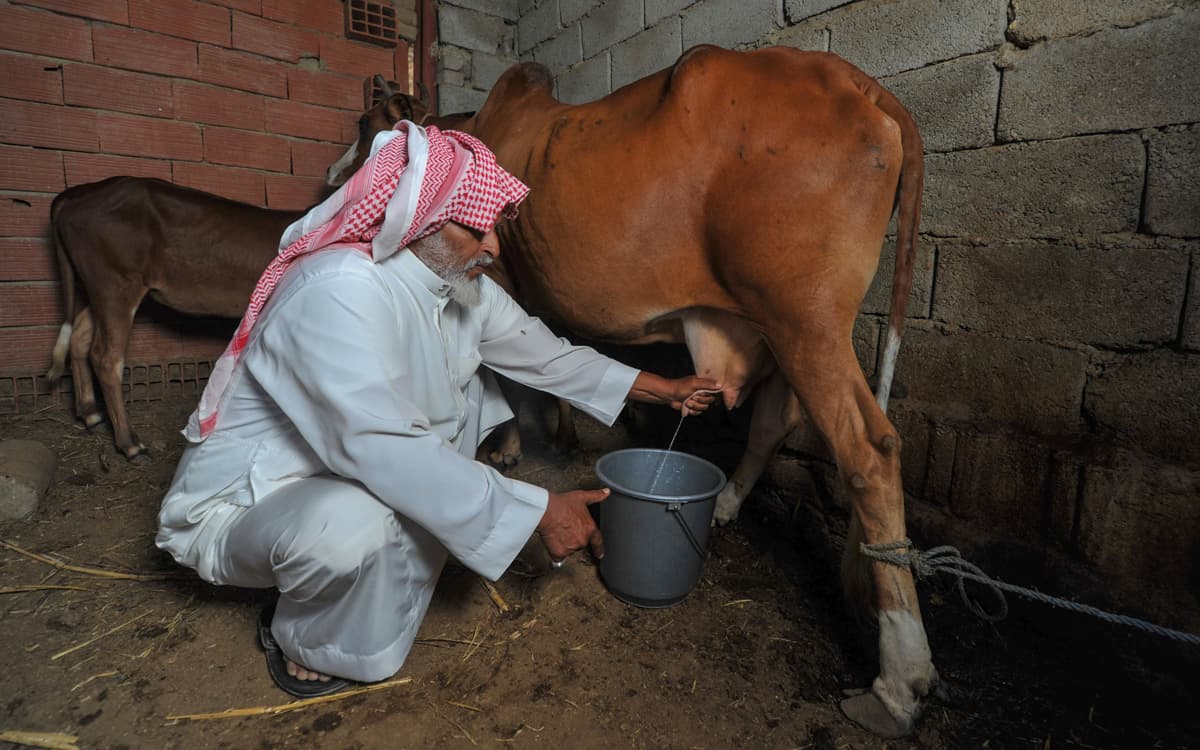 الباحة : اللبن والسمن البلدي .. منتوجات عشاق الطبيعة