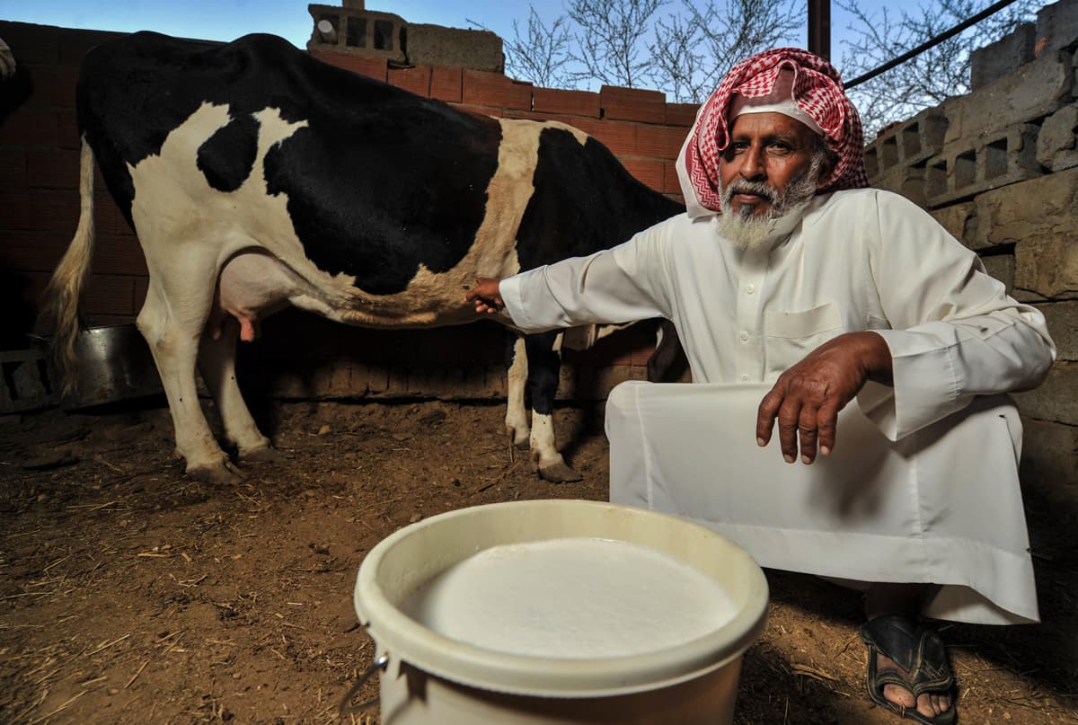 الباحة : اللبن والسمن البلدي .. منتوجات عشاق الطبيعة