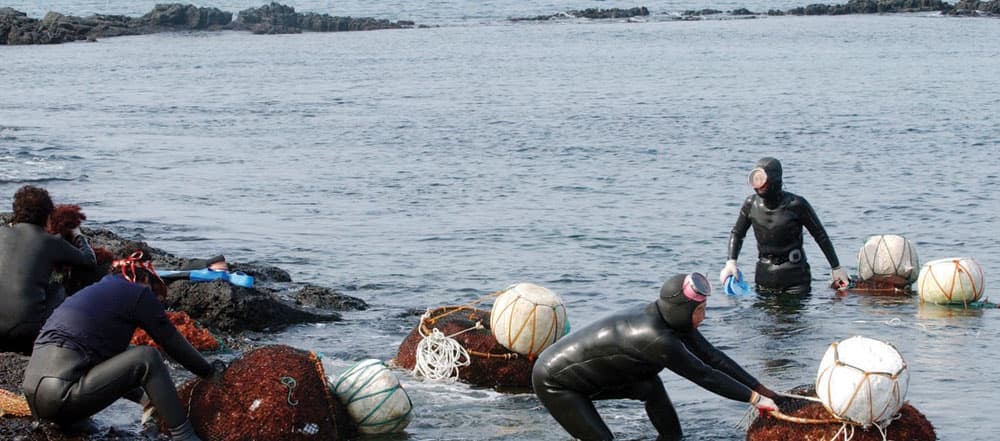 نساء فوق 80 عاما يكسبن عيشهن من الغوص في البحر